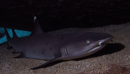Pregnant white ti reef shark, Maui Hi by David Espinoza 
