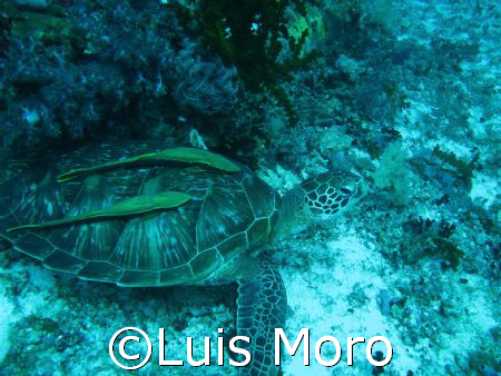 2 remoras
balicasag island
canon g7
 by Luis Moro 
