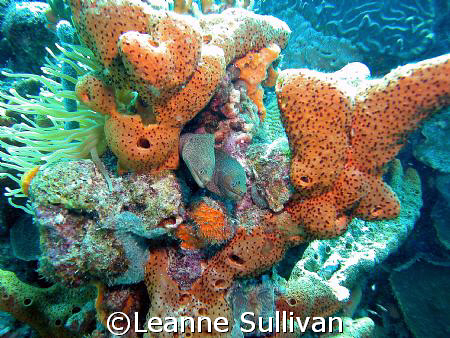 Twin eels - taken in Bonaire  by Leanne Sullivan 