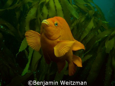 Garibaldi off California's Channel Islands by Benjamin Weitzman 