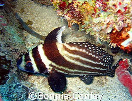 Spotted drum seen in St. Maarten.  Photo taken August 200... by Bonnie Conley 