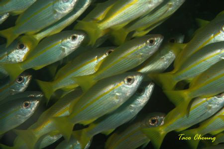 Snapper at Anilao with Canon EOS 350D by Taco Cheung 