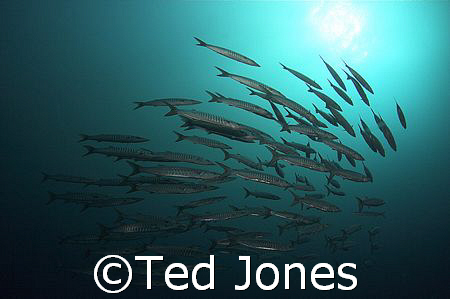 Bara's at Elphinestone reef, we did'nt see anything else.... by Ted Jones 