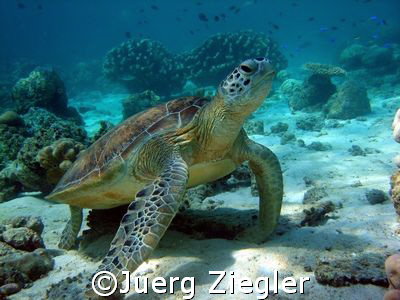 "Hawkbill Turtle enjoying to be pritty and nice"
Barracu... by Juerg Ziegler 