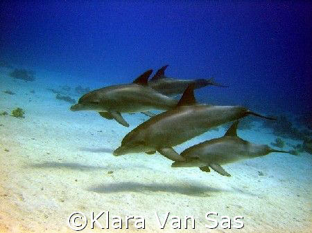 wild dolpins in Hurghada,
Sony DSC-P12 by Klara Van Sas 