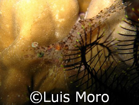 tempura
canon g7 by Luis Moro 