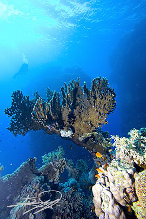Fire Coral from "Sha'ab El-Wasta" by Nicholas Samaras 