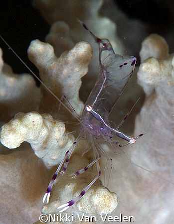 Cleaner shrimp taken at Marsa Bareika with E300 and 105mm... by Nikki Van Veelen 