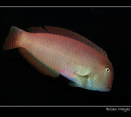 Pearly Razorfish from Tenerife........Canon G7 by Brian Mayes 