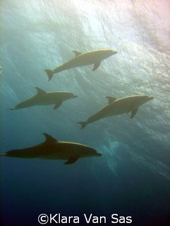 Diving with wild dolpins in Hurghada.
DSC-P12 by Klara Van Sas 