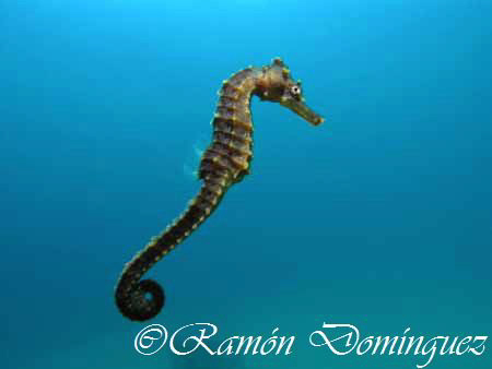 Seahorse in the Sea of Cortéz by Ramón Domínguez 