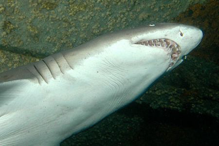 Sand tiger shark.  North Carolina.  by David Heidemann 