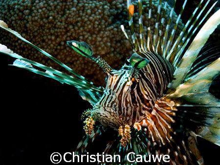lion fish, dahab by Christian Cauwe 