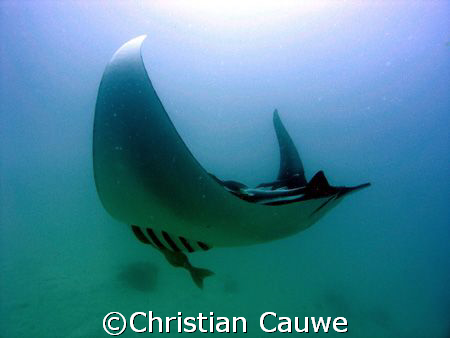 manta, dahab by Christian Cauwe 