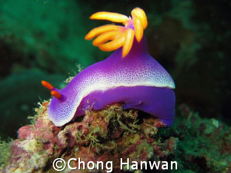 taken in tenggol island. by Chong Hanwan 