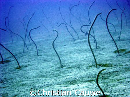 eel garden, dahab by Christian Cauwe 