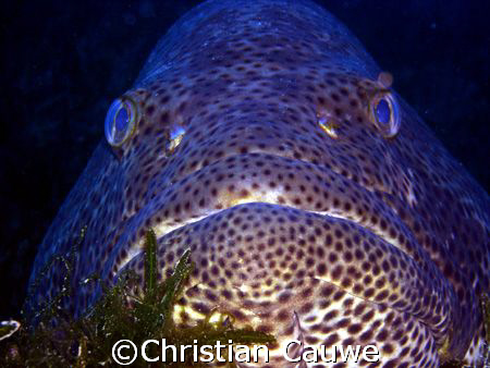 big grupper, 40m, dahab, lighthouse by Christian Cauwe 
