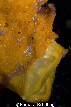 Yawning yellow Frogfish by Barbara Schilling 