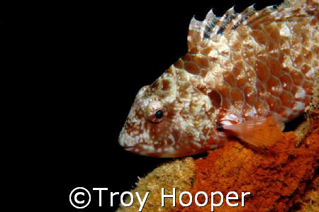 Calm in The Storm, Stoplight Parrot Fish in Andros Bay, 3... by Troy Hooper 