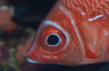 White-tail squirrelfish, Sargocentron caudimaculatum. Pic... by Anouk Houben 