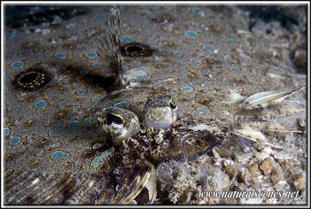 Flounder close up 350D/70mm by Yves Antoniazzo 
