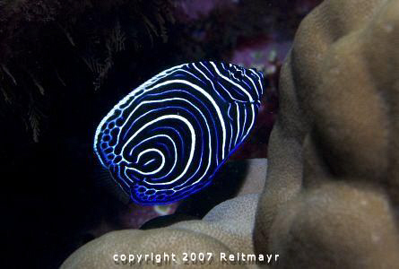 Juvenile Emperor Angelfish on a stormy morning on the eas... by Tobias Reitmayr 