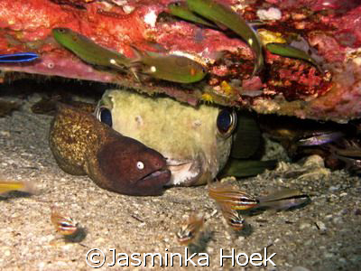 camera: S80, no strobe. 
Taken on Koh Tao, Thailand.  by Jasminka Hoek 
