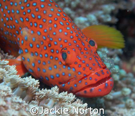 Rock Cod with cleaner shrimp taken on Abdulla's TillA by Jackie Norton 