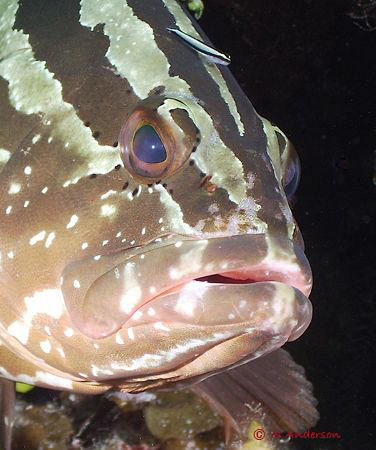 This photo of a Nassau Grouper and his little friend the ... by Steven Anderson 