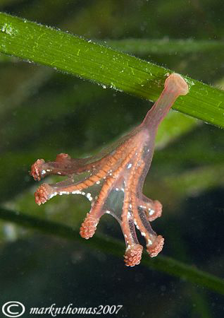 Alien's Foot.
Stalked jellyfish - Little Killary, Connem... by Mark Thomas 
