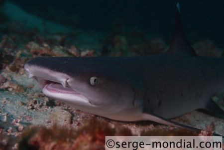 whitetip baby sleeping on sand. eos 30d in inon x2. ef-s ... by Serge Abourjeily 
