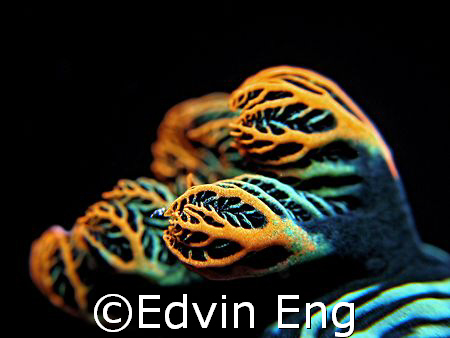 Beautiful Gill! Taken In Tenggol Island with Canon G7. by Edvin Eng 