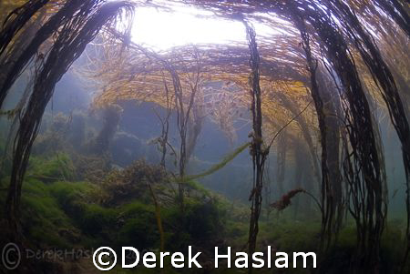 Under the canopy. Streams town bay. Connemara. D200, 10.5mm. by Derek Haslam 