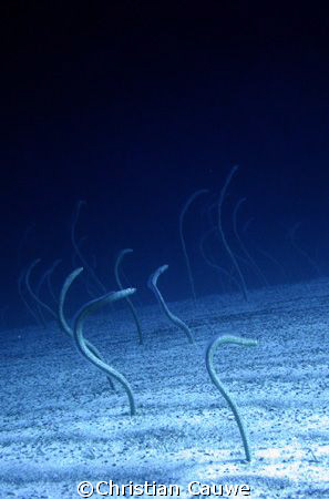 eels, dahab by Christian Cauwe 