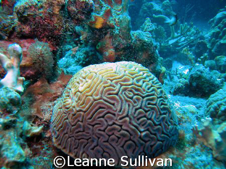 Coral - Bonaire by Leanne Sullivan 