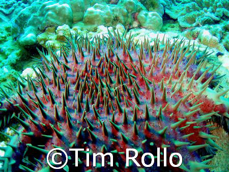 Crown Of Thorns Sea Star off  Honokawai, Maui.  Olympus 7... by Tim Rollo 