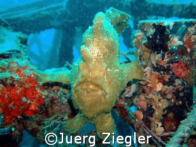 Giant Frogfish on Wreck says hallo

Mabul, Sabah/Malaysia by Juerg Ziegler 