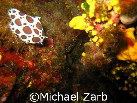 Don't really know what it is...some sort of sea anemone .... by Michael Zarb 