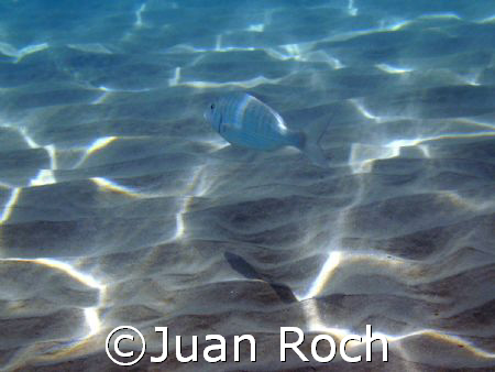 sun reflex deep by Juan Roch 