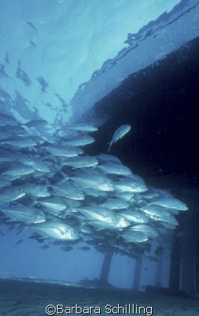 Keep swimming .... under the Komandoo Jetty by Barbara Schilling 