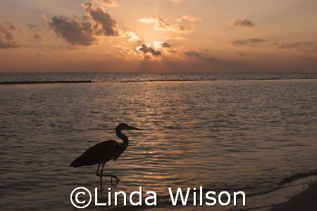Is my knee supposed to bend this way??? by Linda Wilson 