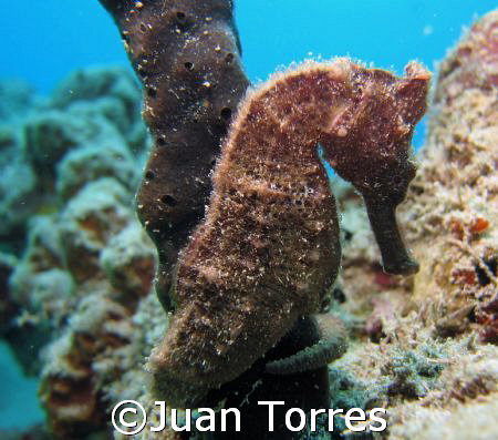 Sea-horse by Juan Torres 