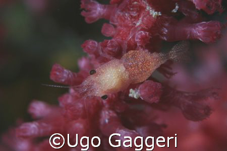 Little shrimp in a red paramuricea during a night dive. S... by Ugo Gaggeri 