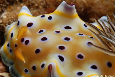 Nudibranch, Chromodoris geminus. Picture taken off Negomb... by Anouk Houben 