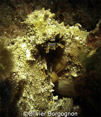 Octopus on a rock, isla malgrats - mallorca, with my ordi... by Olivier Borgognon 