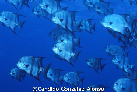Spade fish  La  Parguera Puerto Rico by Candido Gonzalez-Alonso 