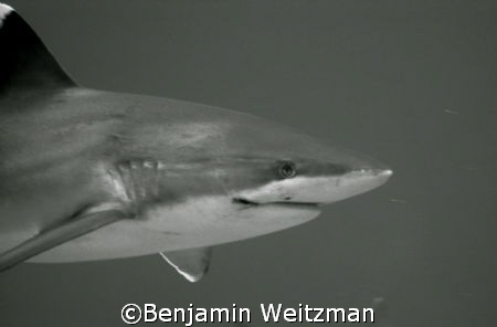 Silvertip "Scarface" off Rangiroa, Tuamotu Islands, Frenc... by Benjamin Weitzman 