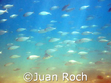 apocalypsis now by Juan Roch 