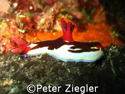 Am I beautful !

Sendigan Wall, Sabang, Puerto Gallera,... by Peter Ziegler 
