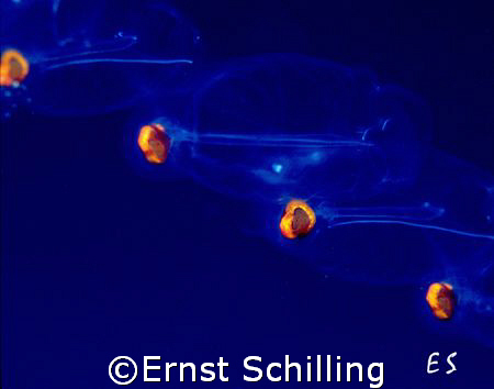 Pelagic Tunacates , taken on Bonaire by Ernst Schilling 